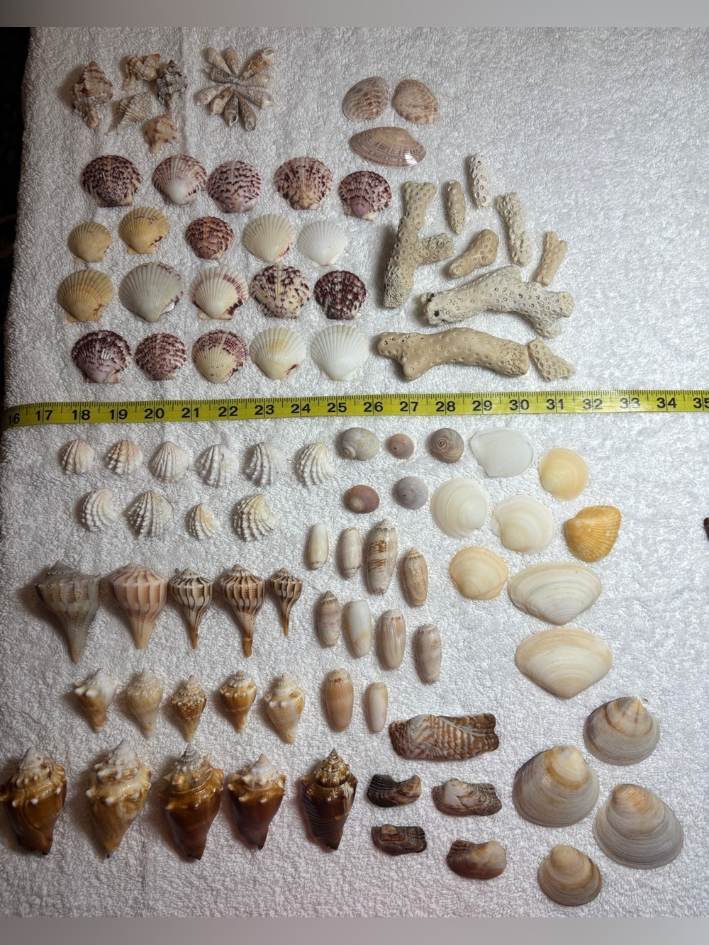 110 Mix Sanibel Island Assorted Seashell Collection!   Great for crafting!!